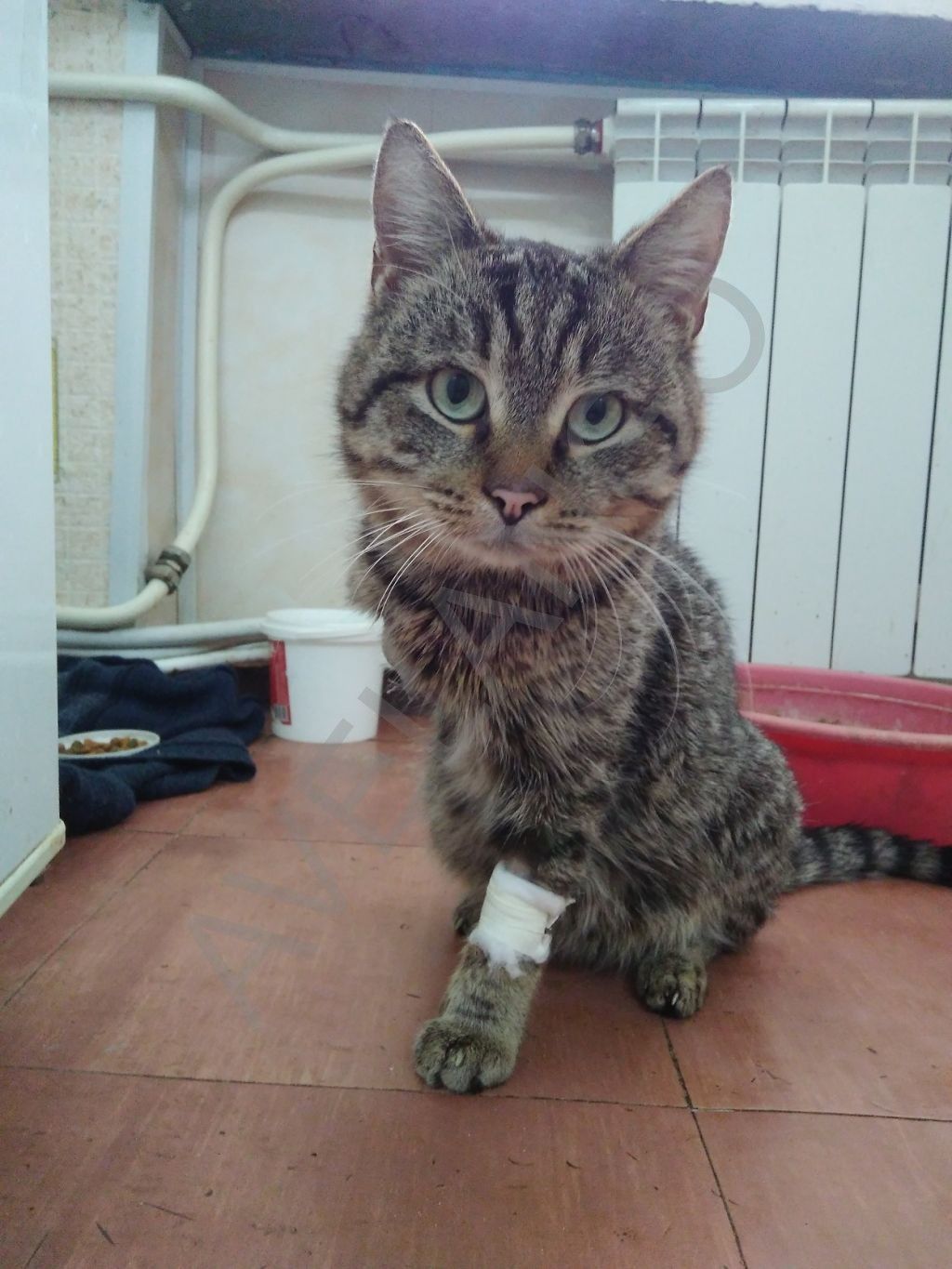 Помогите у кого есть возможность в лечении кота. в Москве, цена: 0 объявление №325963 от 24.05.2023 | Кошки в Москве | Авеланго